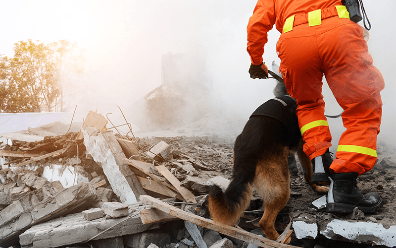 dog helping fire fighter through disaster