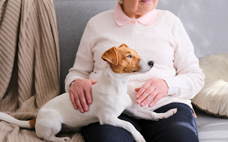 emotional support dog sitting on older woman's lap
